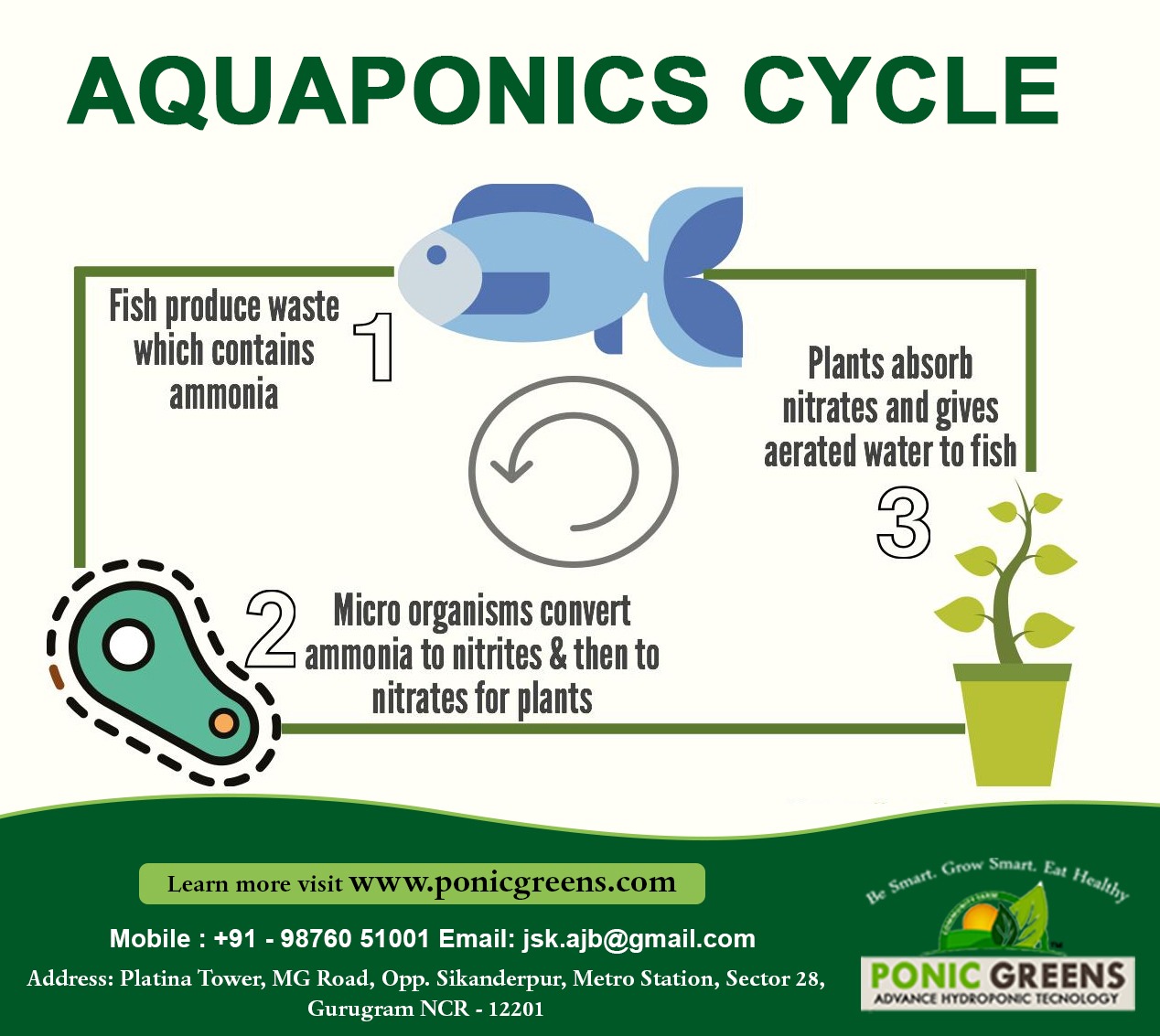 All About Aquaponics 