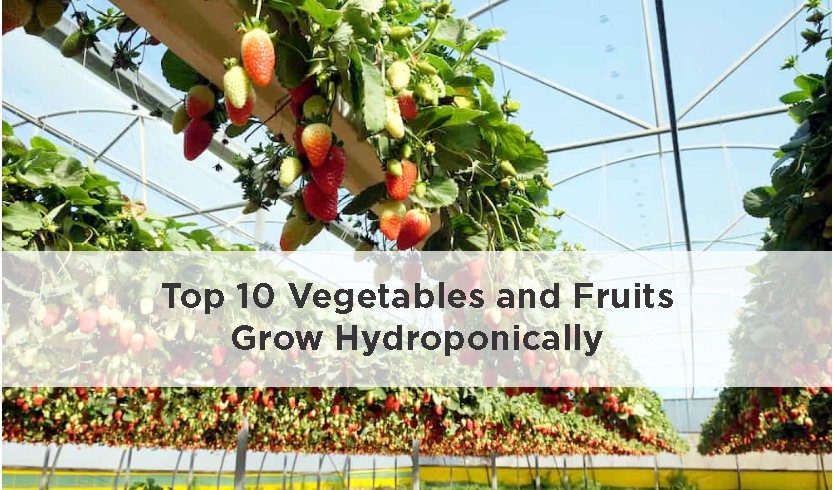 Top 10 Fruits and Vegetables grown hydroponically