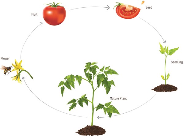  Plant Growth Cycle and Nutrition Requirement