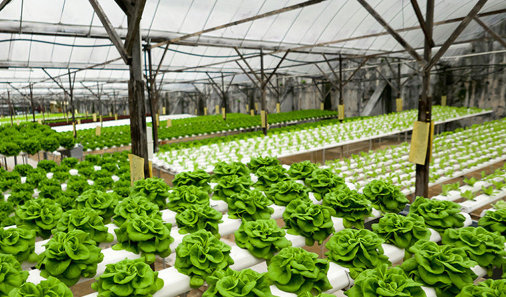 Outdoor Hydroponics: 6 Tips for Optimum Yields