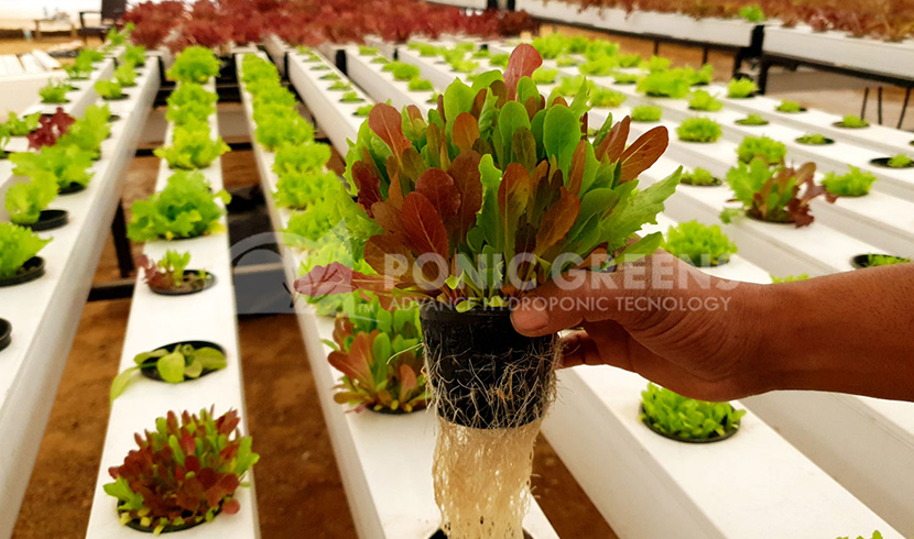 Buy Hydroponic Online in India