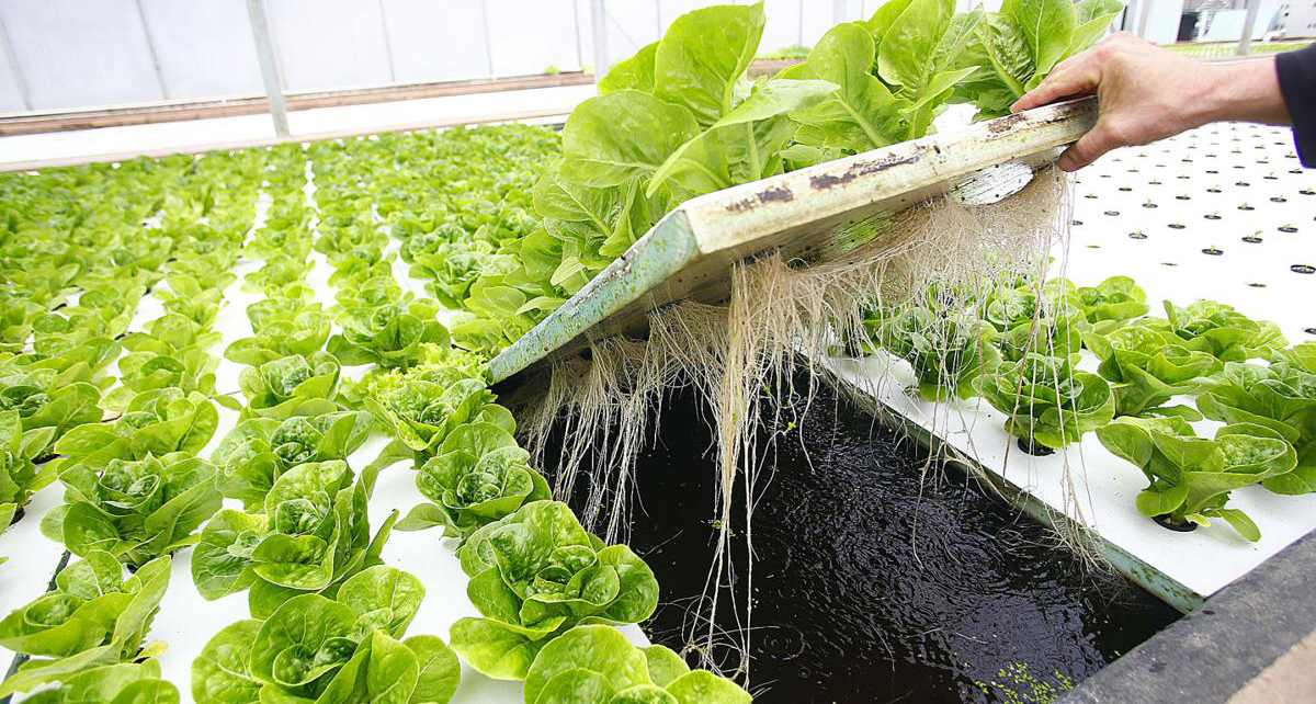 Hydroponics Systems in Amritsar