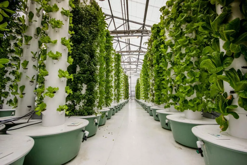 Revolutionizing Farming: 11 Major Benefits of Vertical Aeroponics