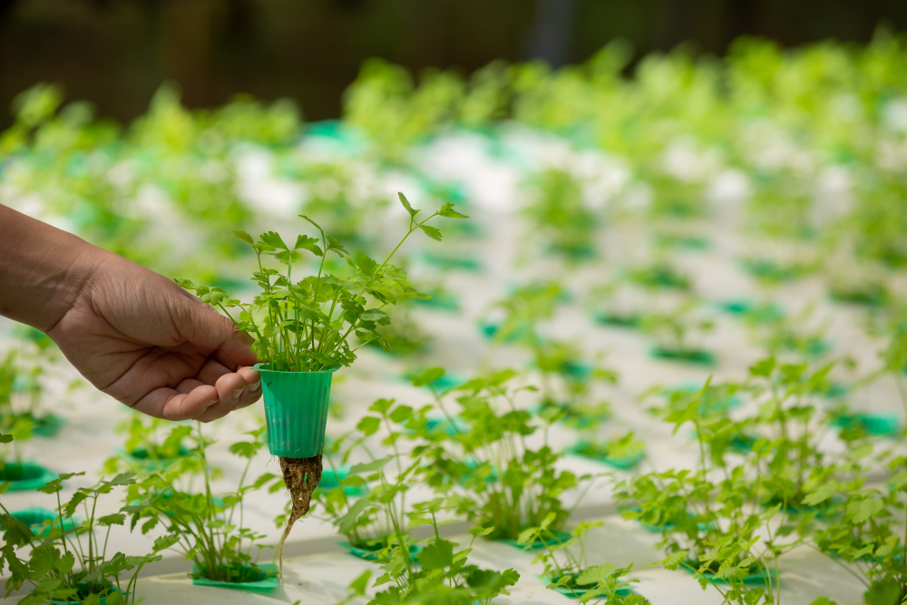 Ponic Green: The Best Provider of Hydroponics and Aquaponics in Delhi, India