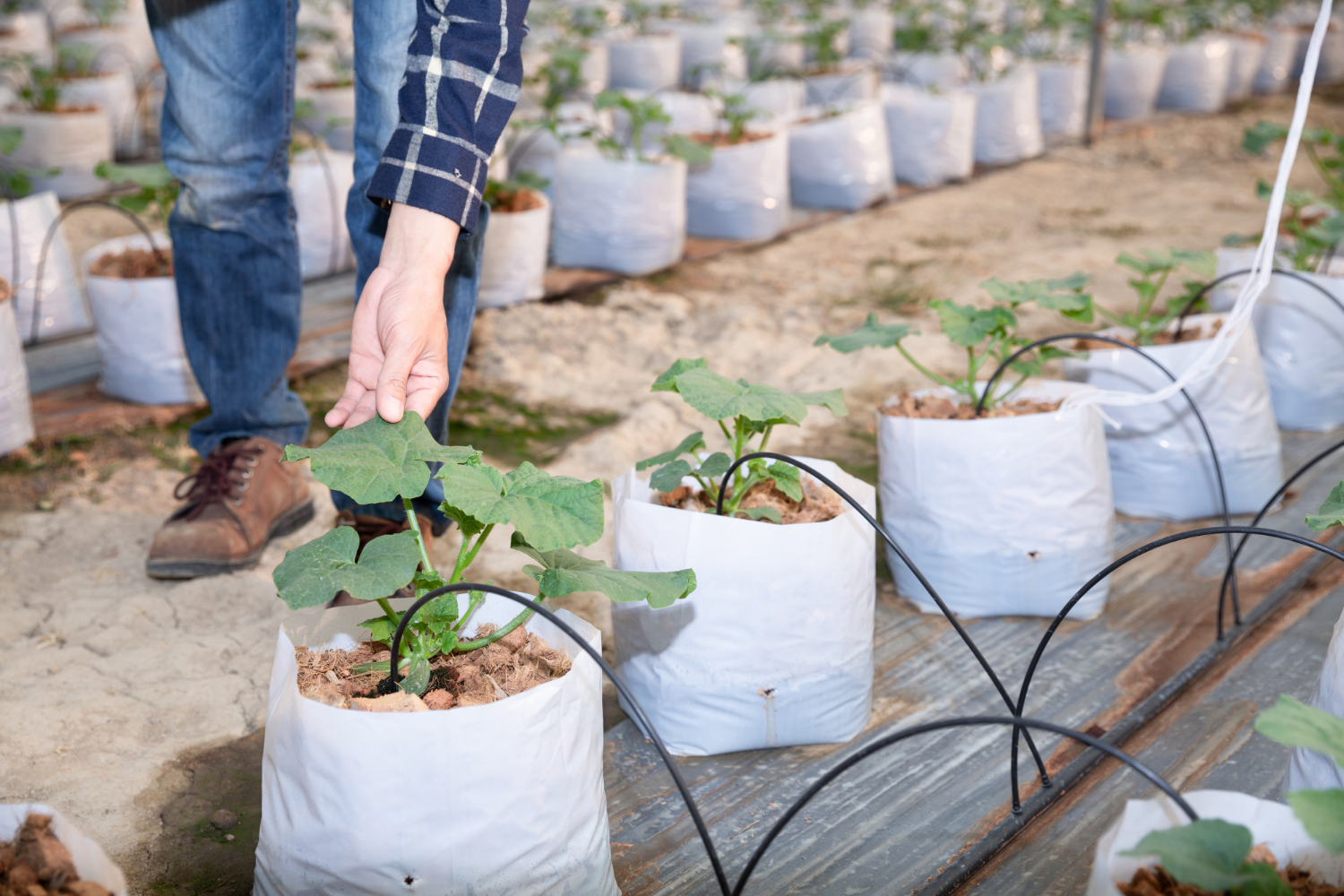 Grow Bags vs. Dutch Buckets: Which is the Best for Your Space?