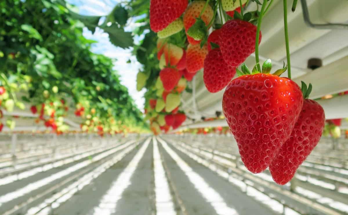 Growing Fruits in Your Hydroponic Garden: Sweet Success Made Easy
