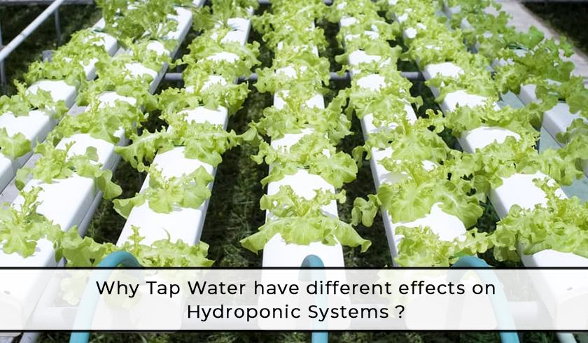 Why Tap Water have different effects on<br>  Hydroponic Systems ?  