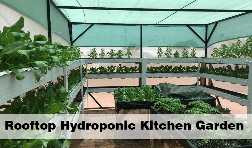 Rooftop Hydroponic Kitchen Garden