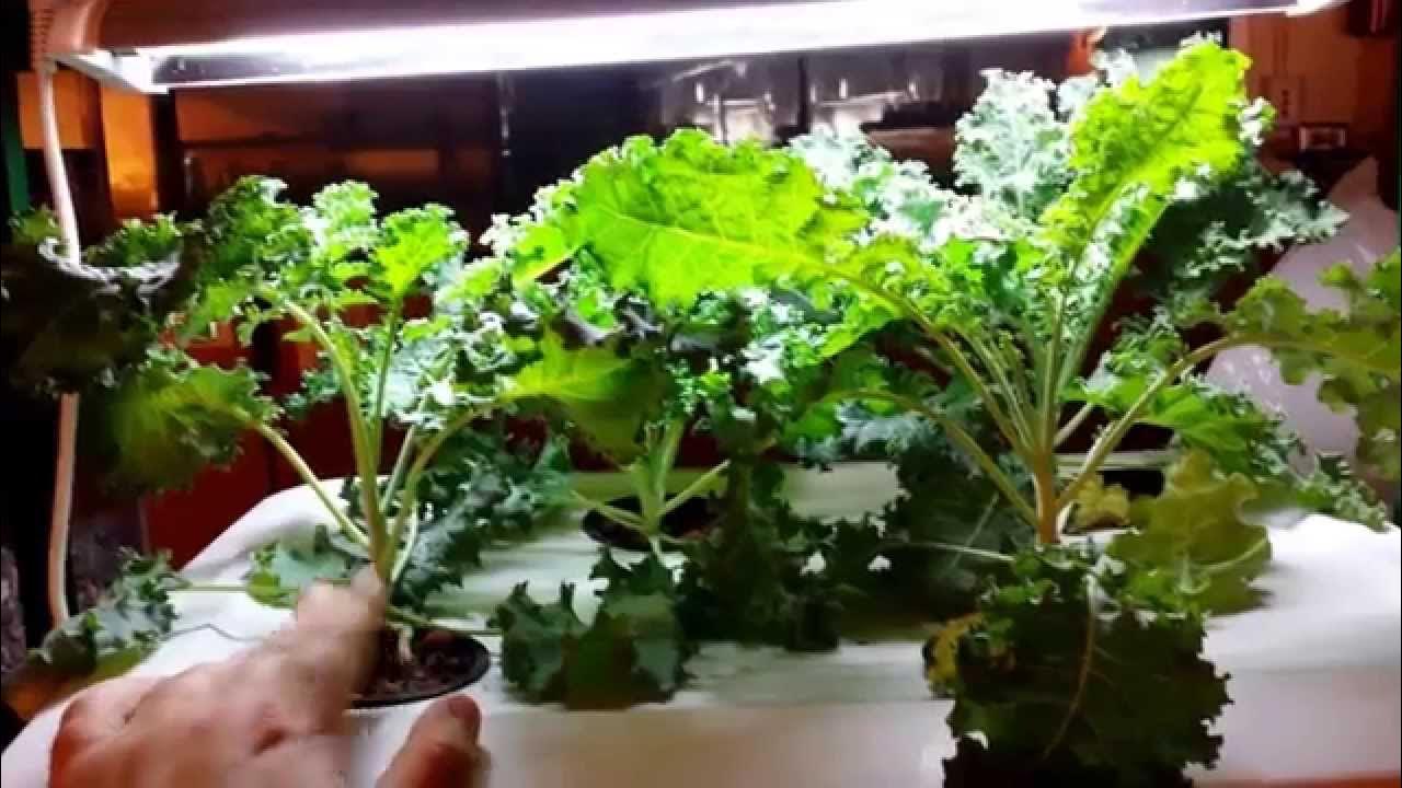 Growing Kale in Hydroponics: A Comprehensive Guide