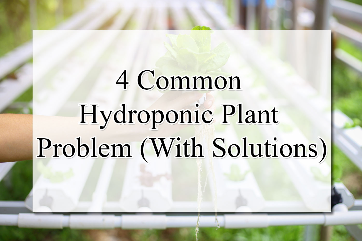 4 Common Hydroponic Plant Problem (With Solutions)