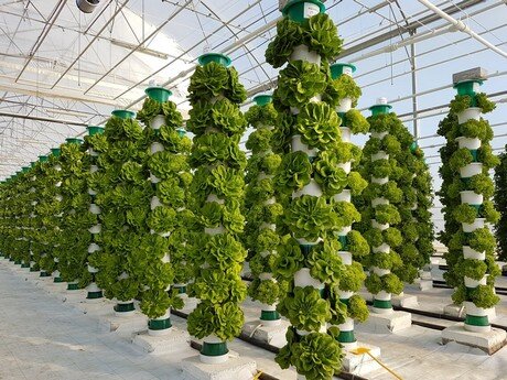 Vertical Hydroponic Farming: Elevating Urban Agriculture to New Heights