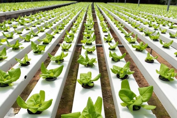 Hydroponic Harvest Success: The 11 Must-Have Components for Abundant Yields