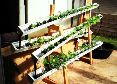 Hydroponics in Chandigarh